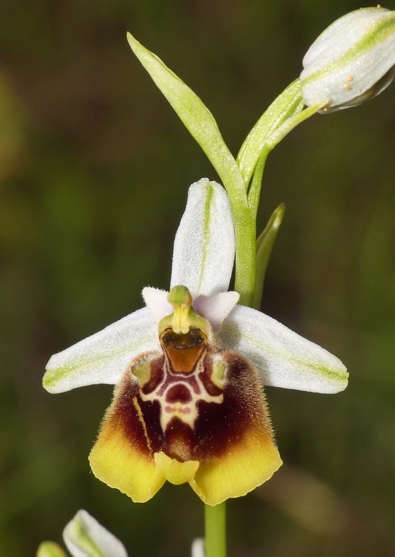 Ophrys lacaitae tra introgressioni e forme ibride � Molise 2023.